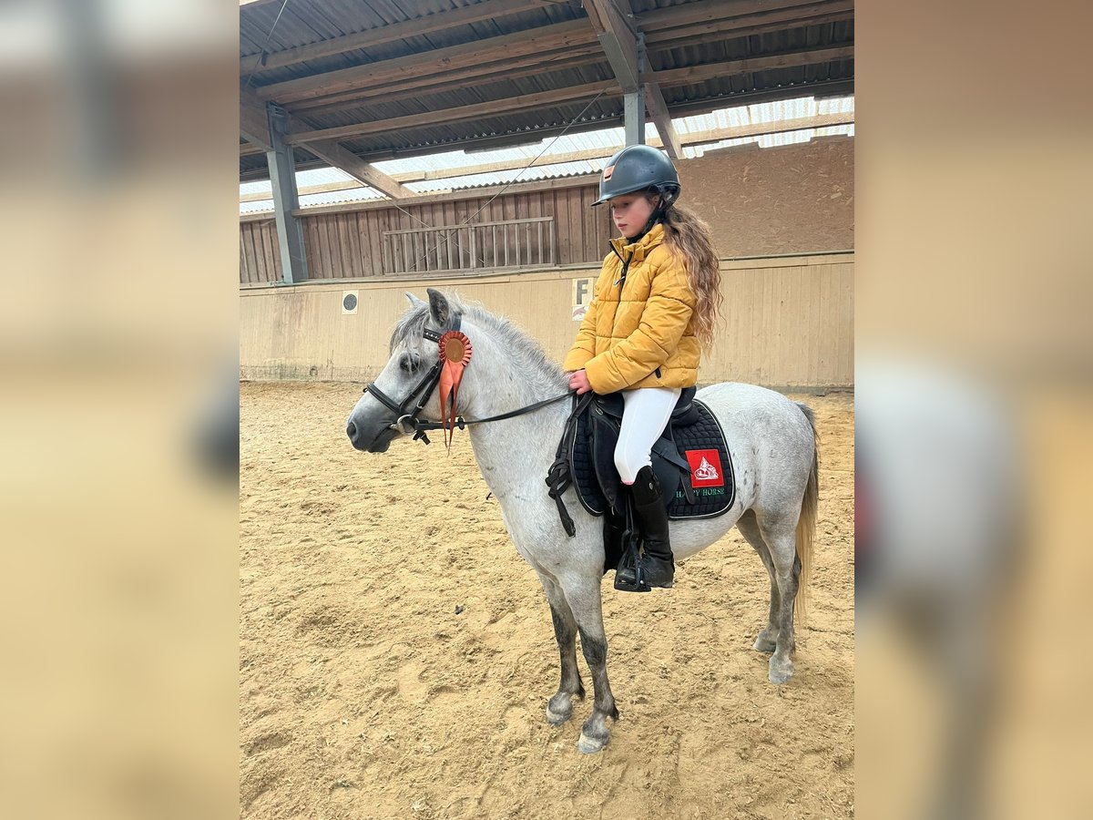 Shetland Ponies Gelding 4 years 11,2 hh Gray in Amstetten