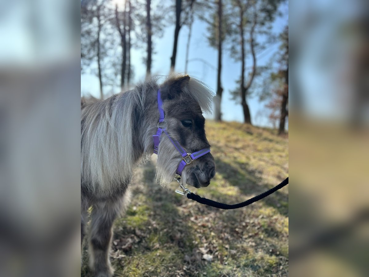 Shetland Ponies Gelding 4 years 8 hh Dun in D&#xF6;llen
