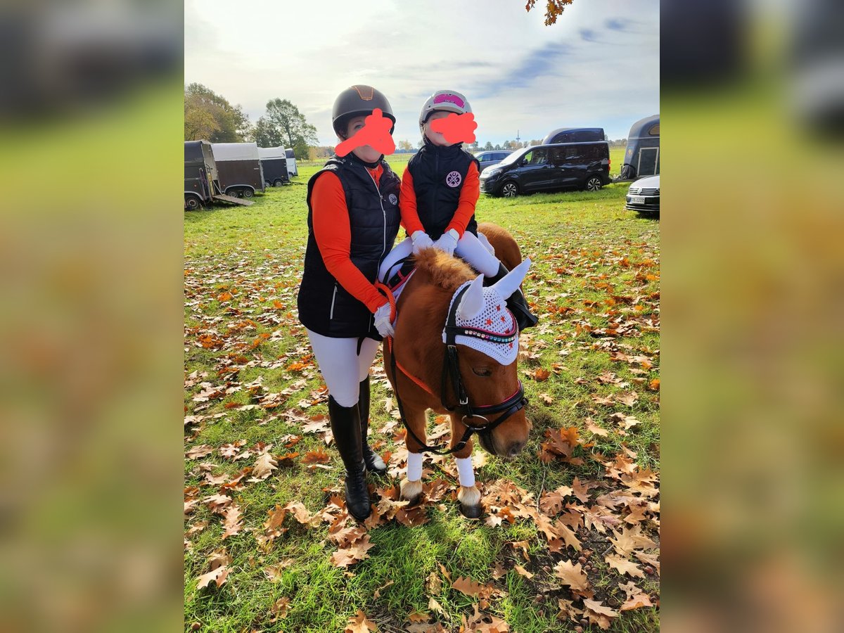 Shetland Ponies Gelding 4 years 9,2 hh Chestnut-Red in Sitzensen