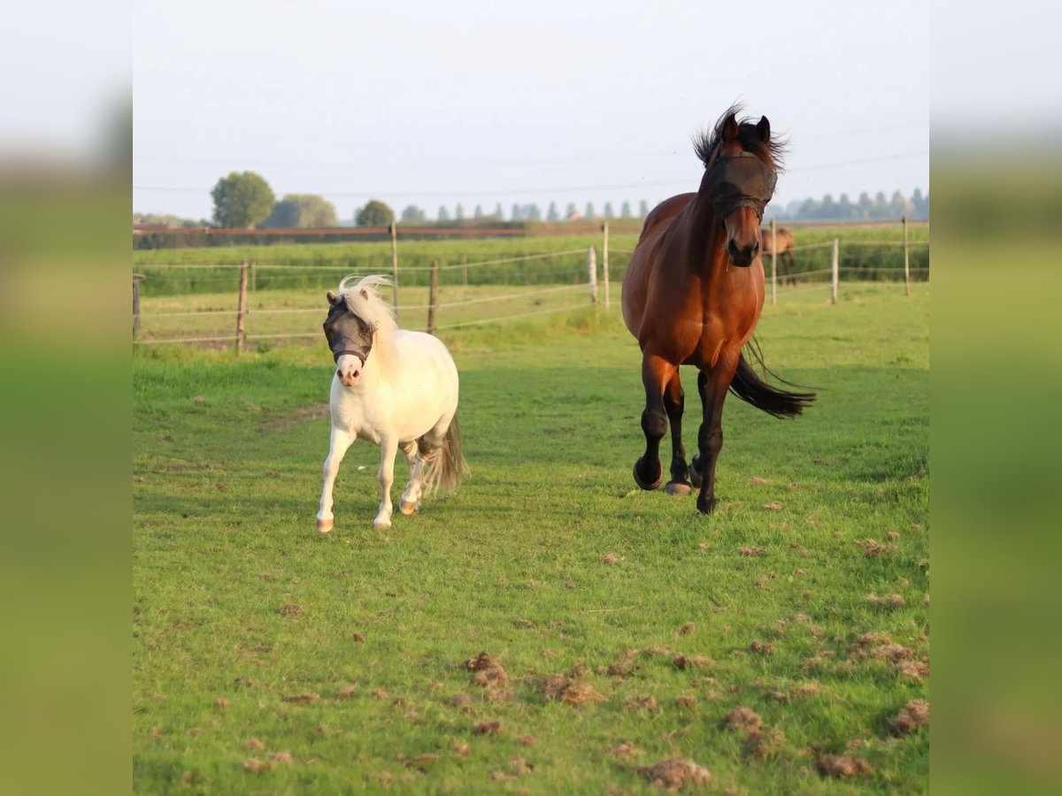 Shetland Ponies Gelding 4 years 9,1 hh White in Kruisland