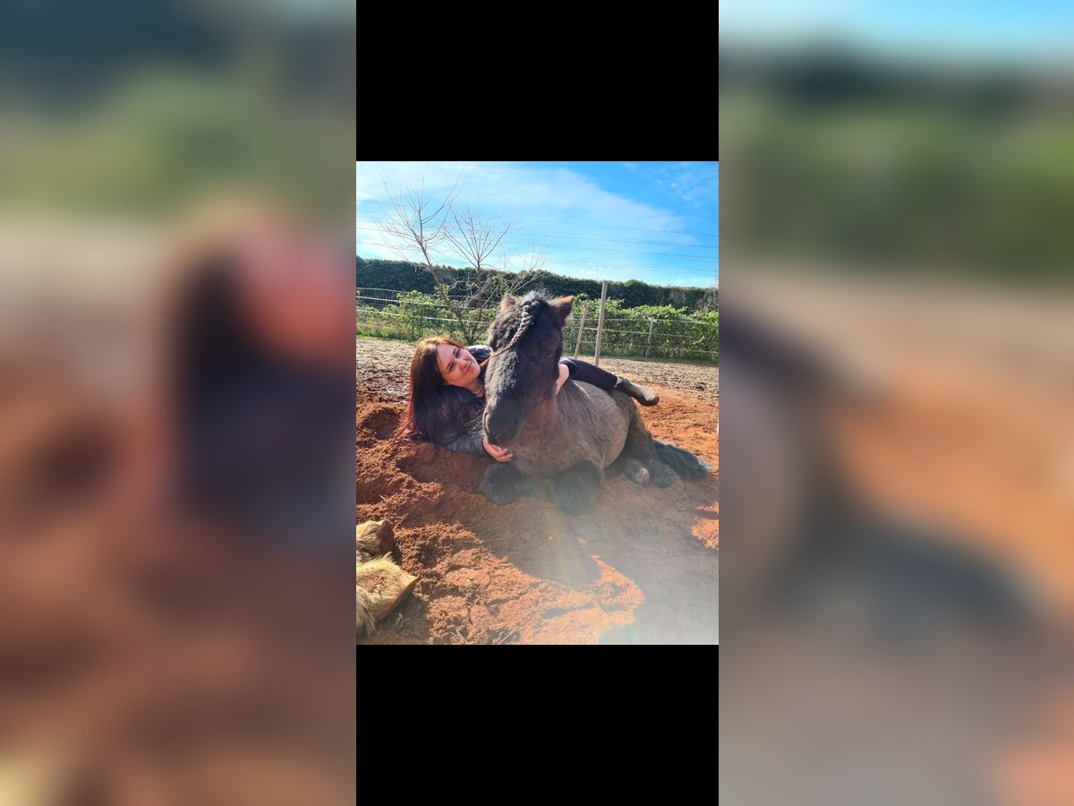 Shetland Ponies Gelding 4 years 9,2 hh Black in Langenfeld