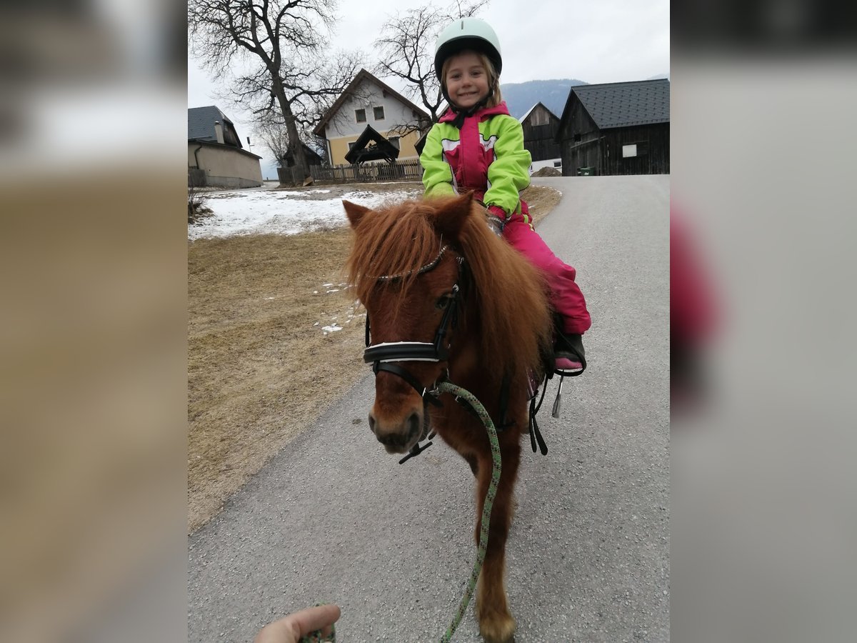 Shetland Ponies Gelding 4 years 9,2 hh Chestnut-Red in Rottenmann Shetland Ponies Gelding 4 years 9,2 hh Chestnut-Red in Rottenmann