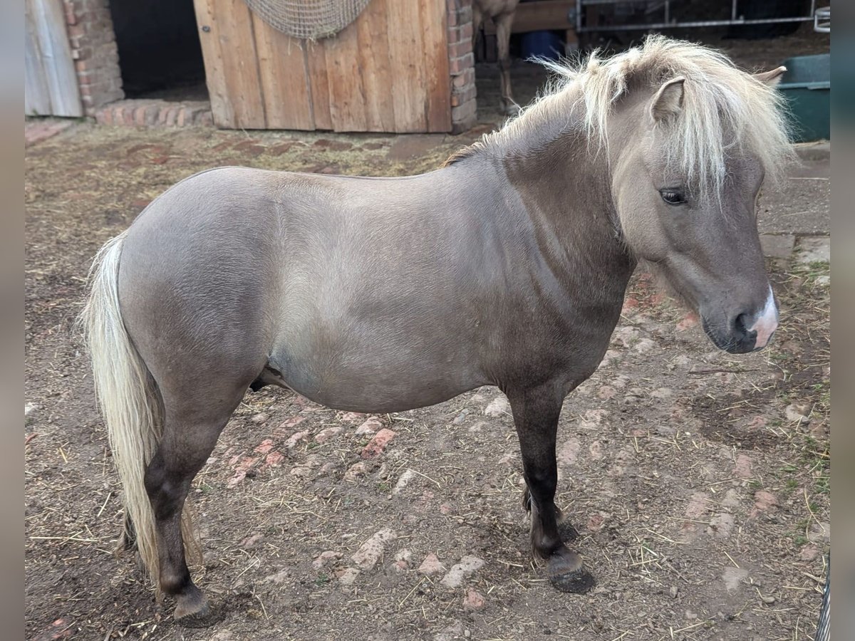 Shetland Ponies Gelding 4 years 9,2 hh Dun in Thalwinkel