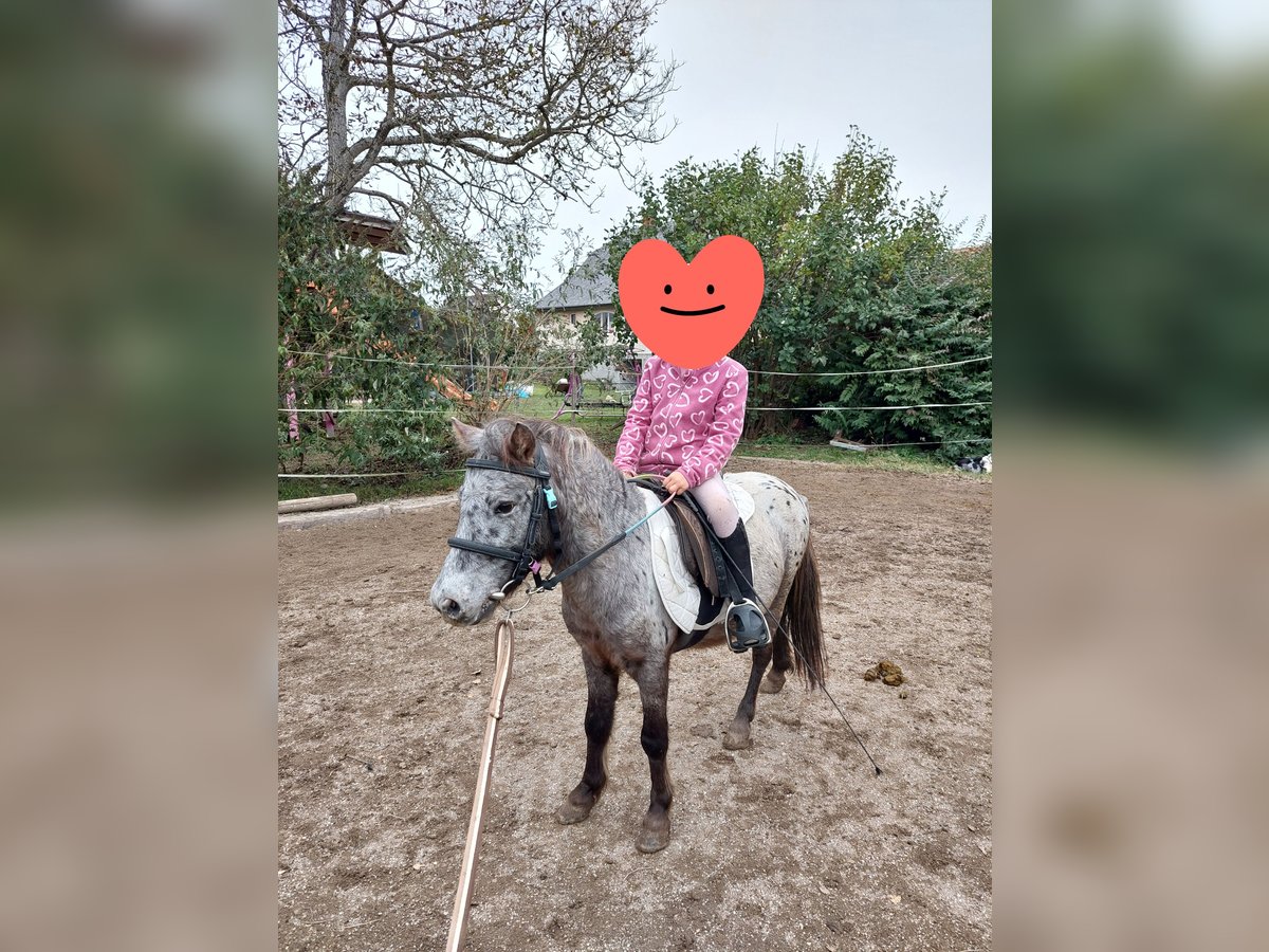 Shetland Ponies Gelding 5 years 10 hh Leopard-Piebald in Strass in Steiermark