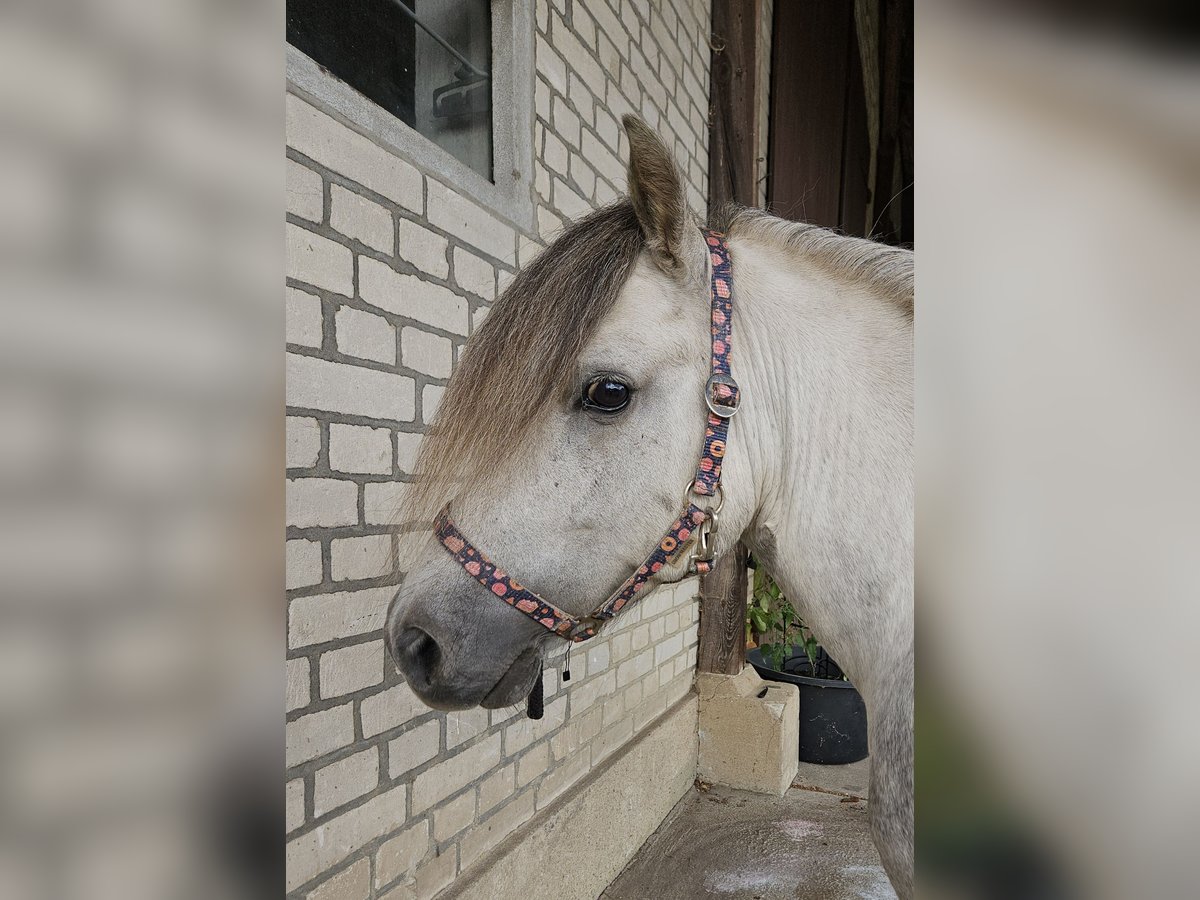 Shetland Ponies Gelding 5 years 10,1 hh in Wriedel
