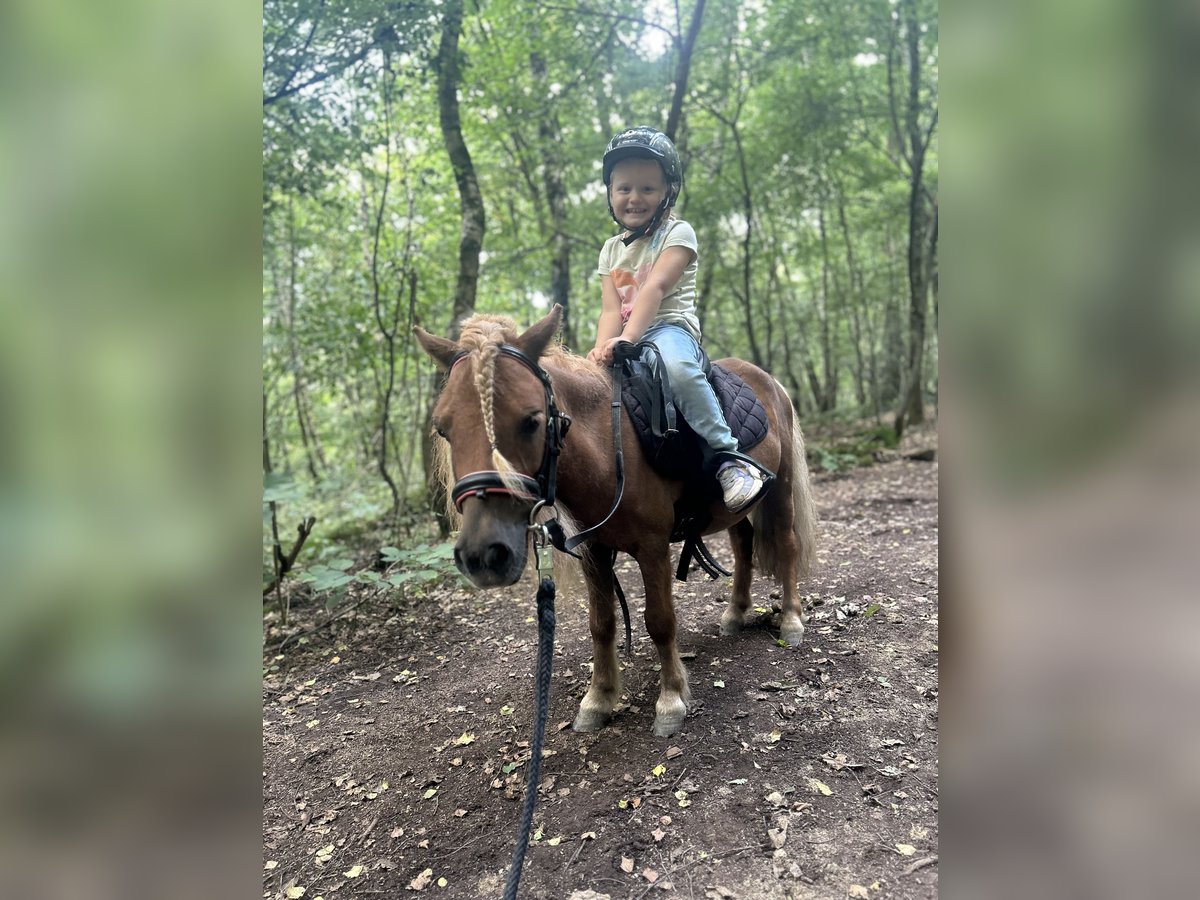 Shetland Ponies Gelding 5 years 8,1 hh Chestnut in Siegen