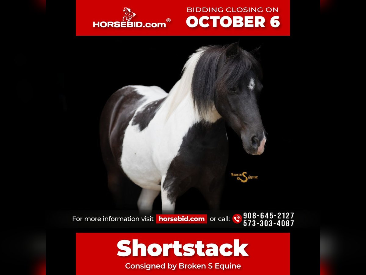 Shetland Ponies Gelding 5 years 9,1 hh in Bogard, MO