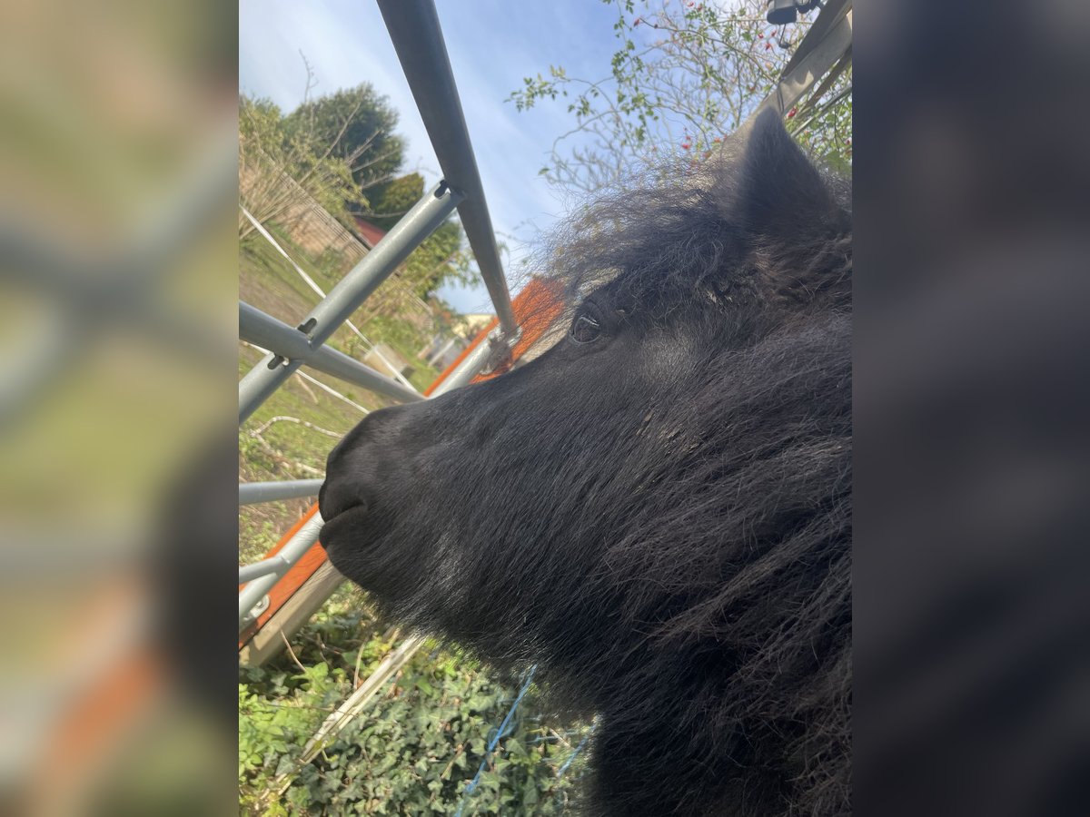 Shetland Ponies Gelding 5 years 9,2 hh Black in Braunschweig