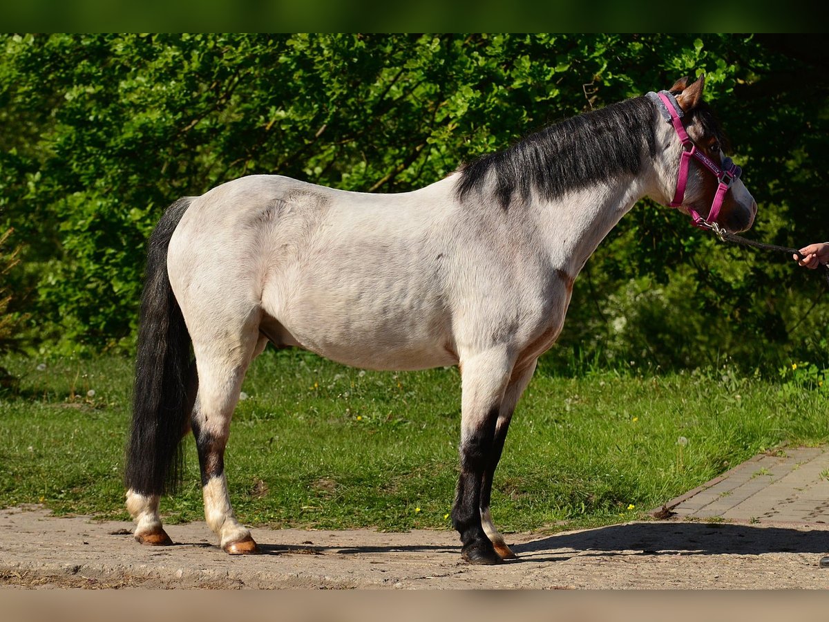 Shetland Ponies Gelding 6 years 12,1 hh Roan-Bay in Poznań