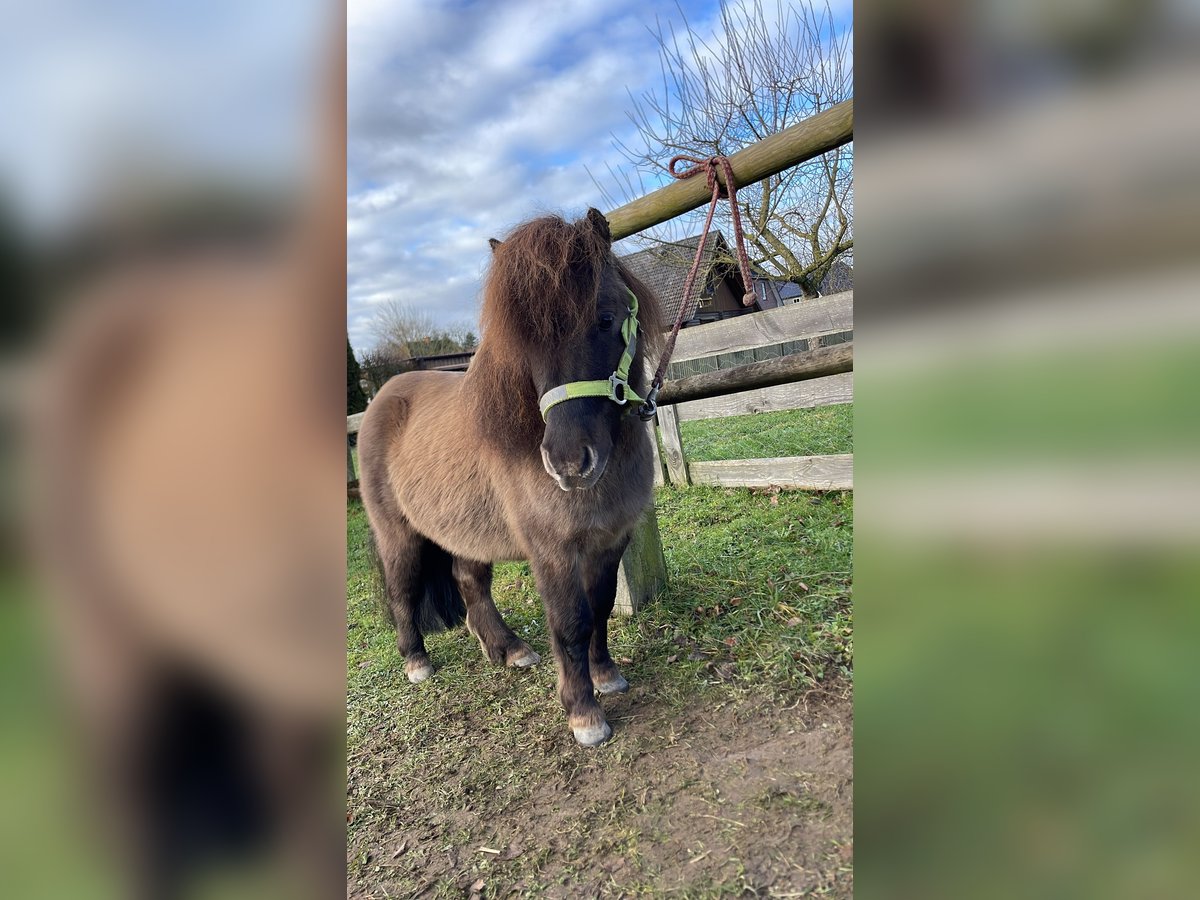 Shetland Ponies Gelding 6 years 8,3 hh Dun in Altenmedingen Shetland Ponies Gelding 6 years 8,3 hh Dun in Altenmedingen