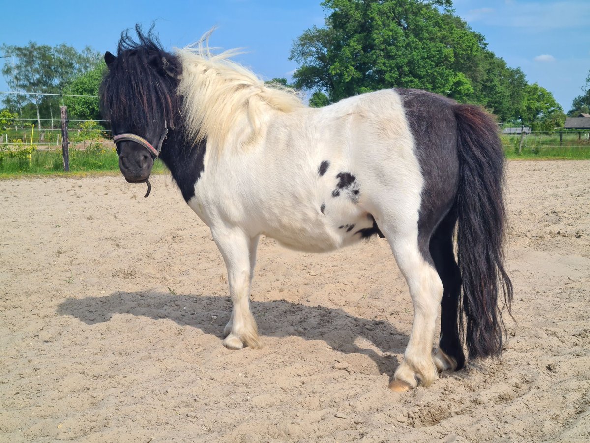Shetland Ponies Gelding 6 years 8,3 hh Pinto in Apeldoorn