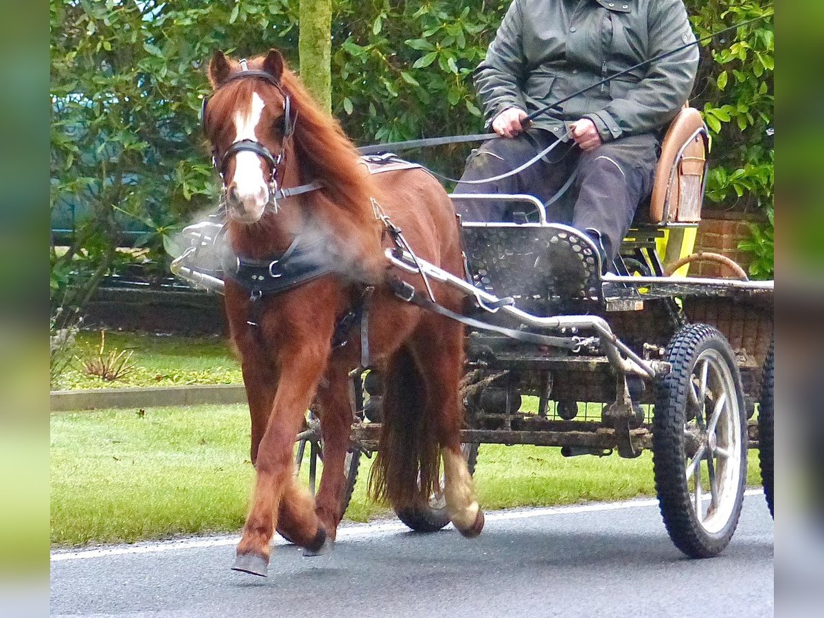 Shetland Ponies Mix Gelding 7 years 10,2 hh Chestnut-Red in Wielen