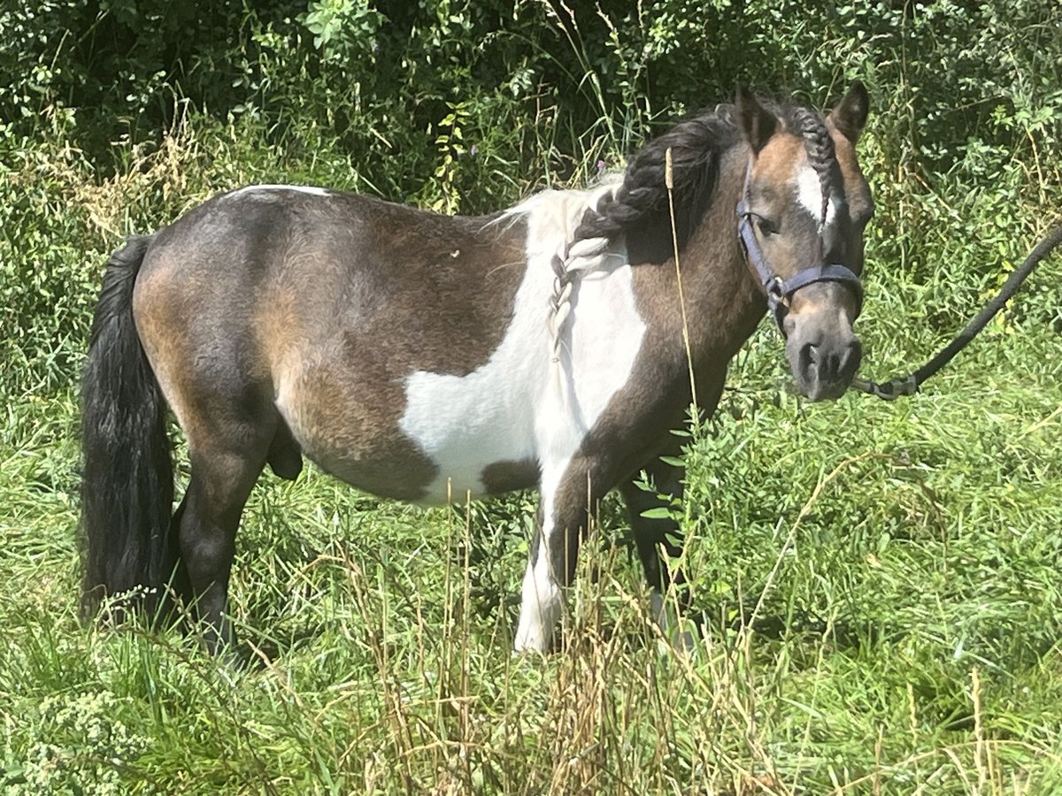 Shetland Ponies Gelding 7 years 8,1 hh Pinto in Ursensollen