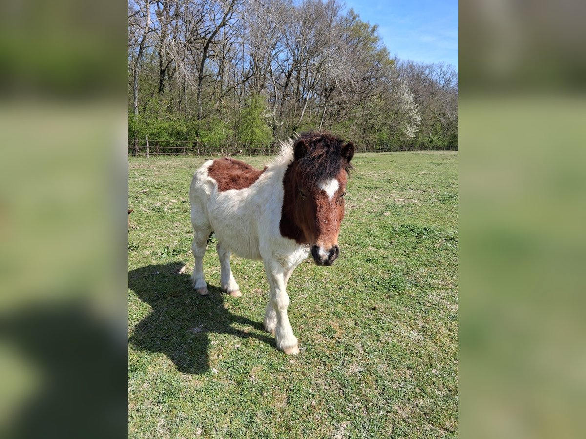 Shetland Ponies Gelding 8 years 10,2 hh Tobiano-all-colors in saint martin en bresse