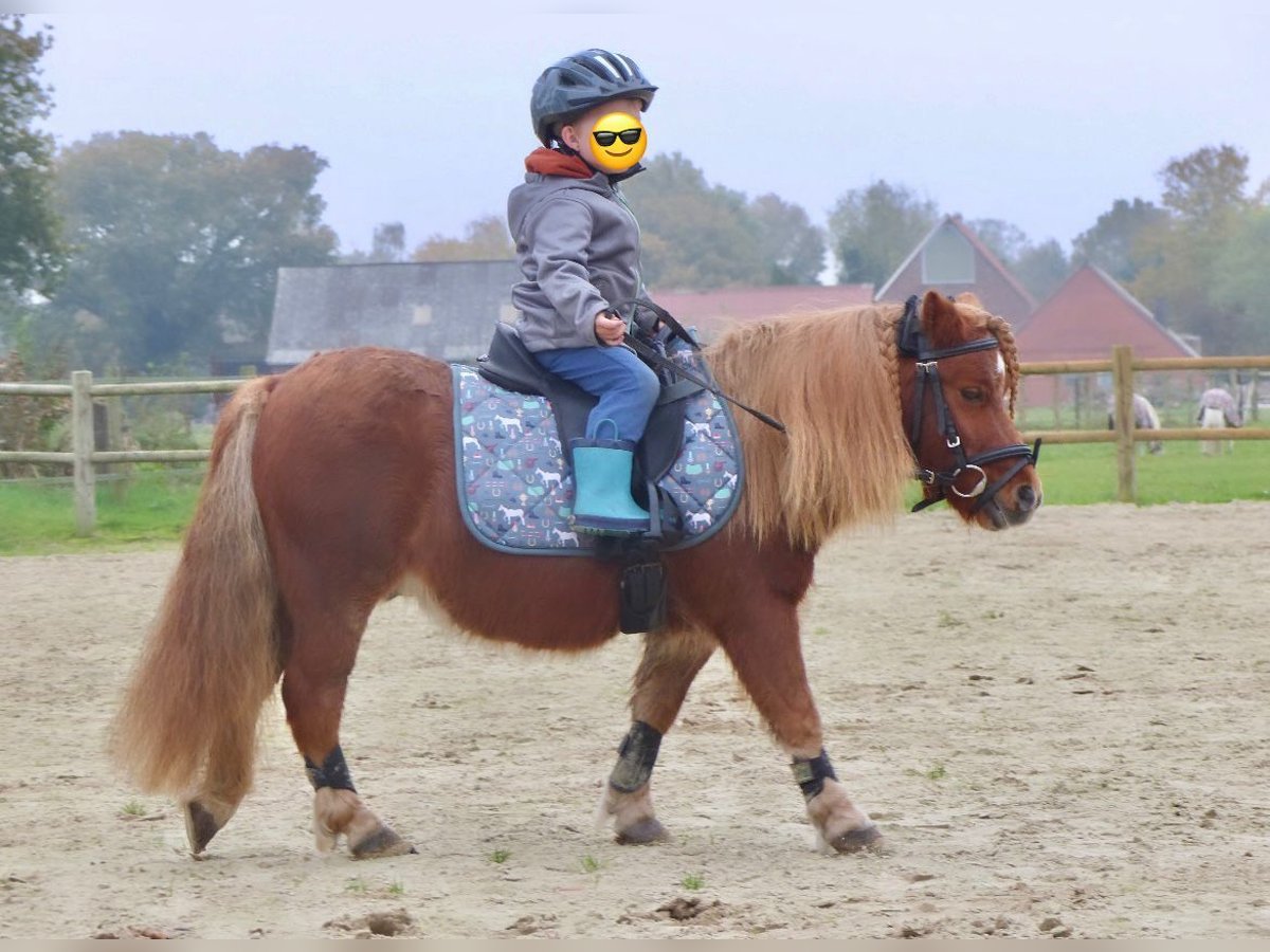 Shetland Ponies Gelding 8 years 9,1 hh Chestnut-Red in Halle