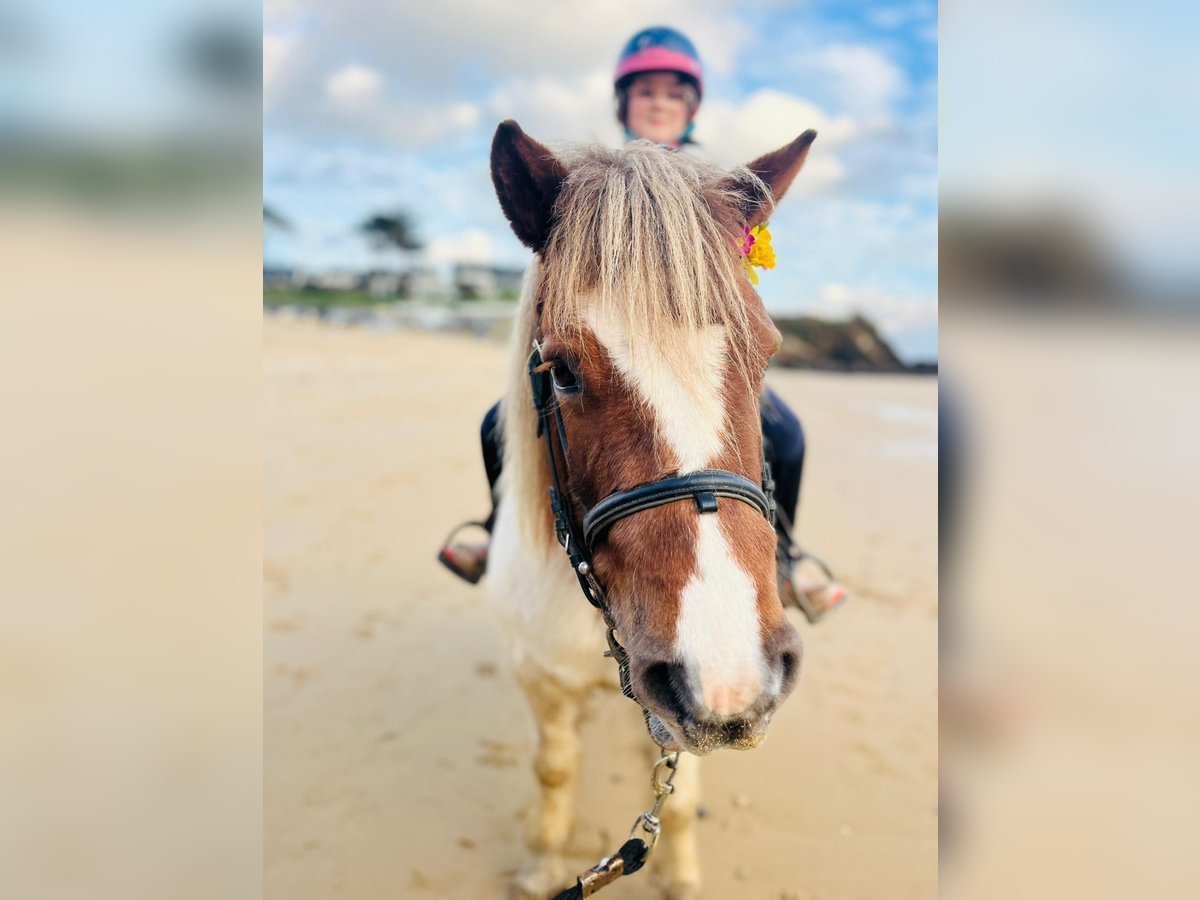 Shetland Ponies Mare 10 years 10,2 hh in Plougonvelin
