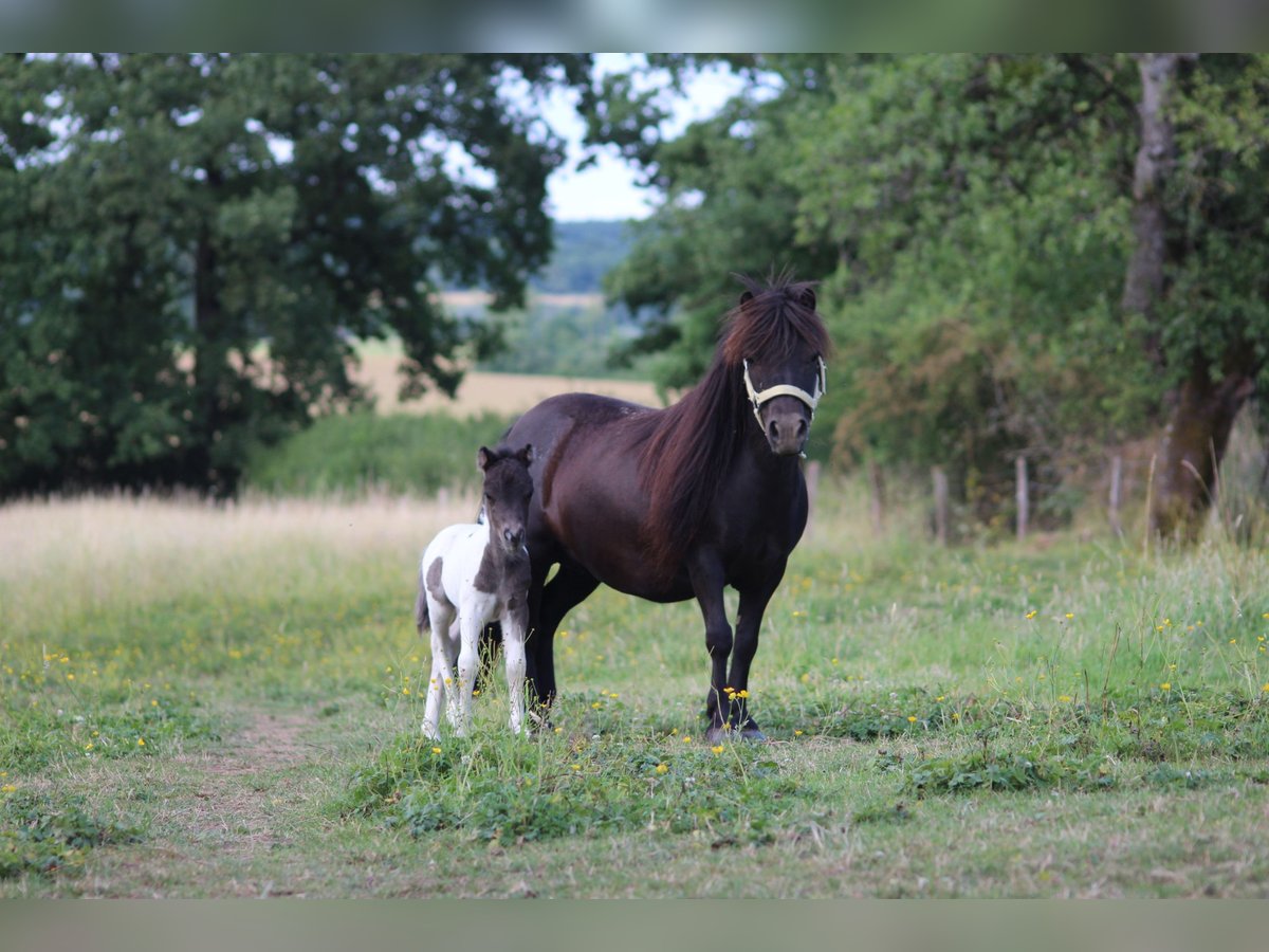 Shetland Ponies Mare 10 years 9,1 hh Black in Saint-Fran&#xE7;ois-Lacroix