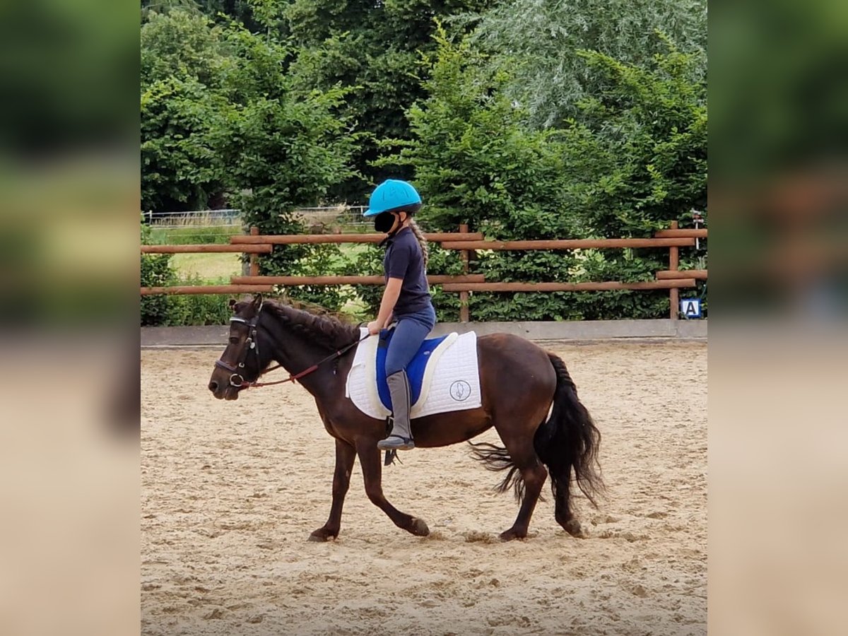 Shetland Ponies Mare 11 years 10,2 hh Black in Flöthe