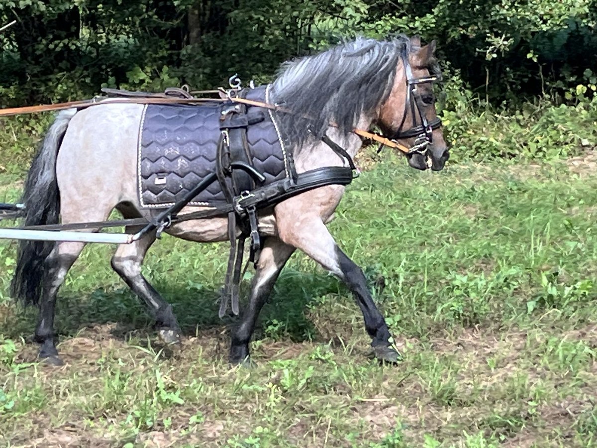 Shetland Ponies Mare 11 years 10,2 hh Gray-Red-Tan in Ursensollen