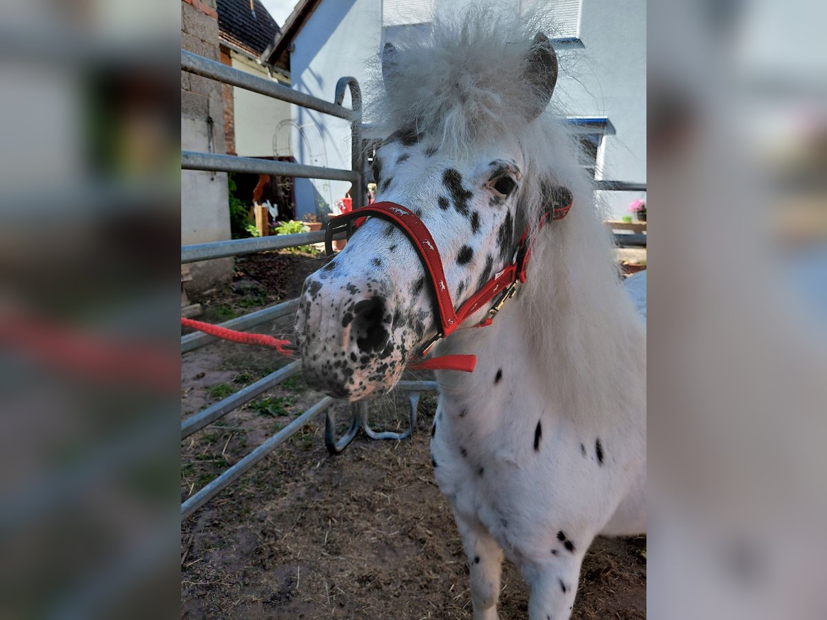 Shetland Ponies Mare 11 years 10,2 hh Leopard-Piebald in Kandel