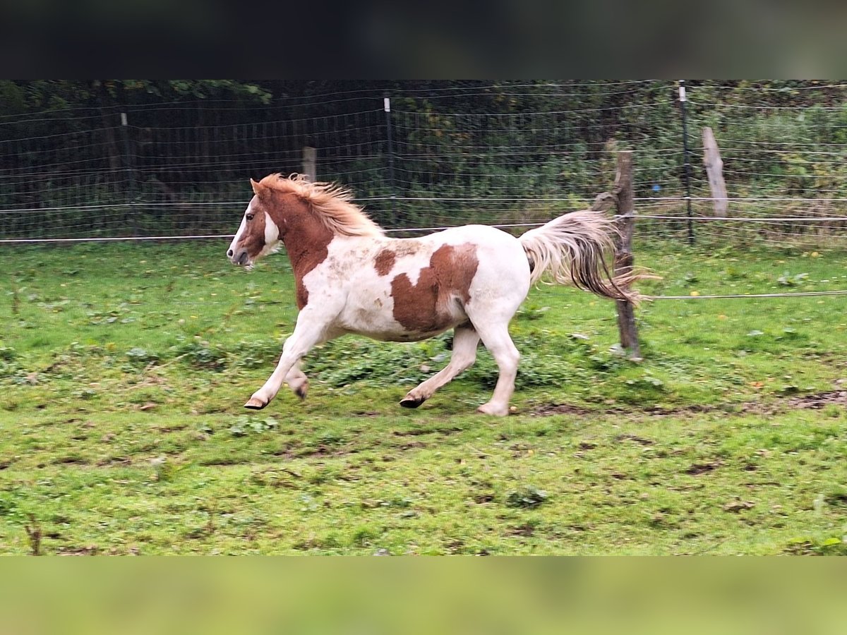 Shetland Ponies Mare 11 years 11 hh Pinto in Meinerzhagen