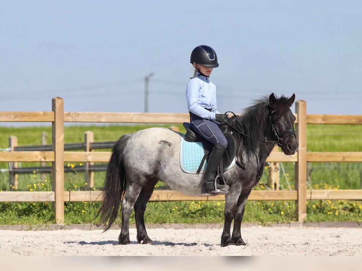 Shetland Ponies Mix Mare 12 years 10,1 hh in Timmendorfer Strand