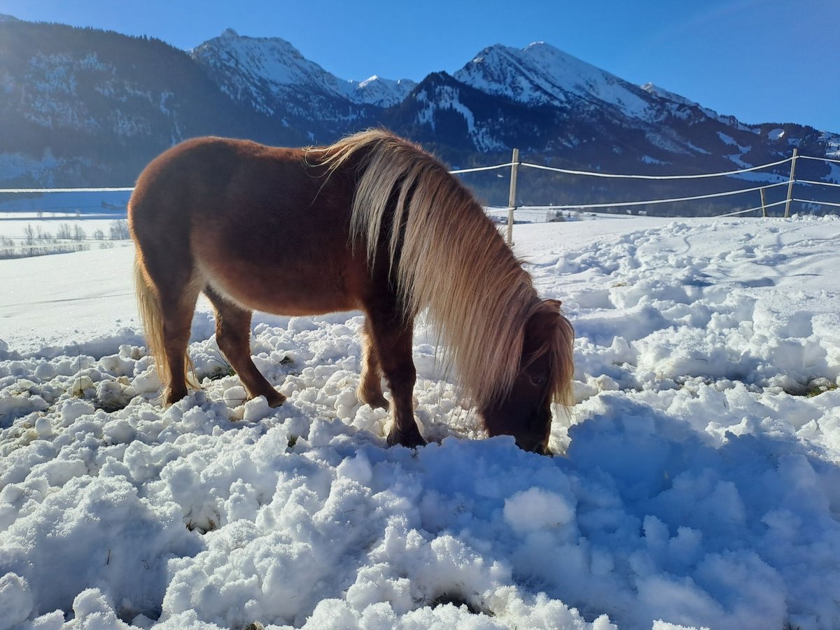 Shetland Ponies Mare 12 years 10 hh in Tannheim