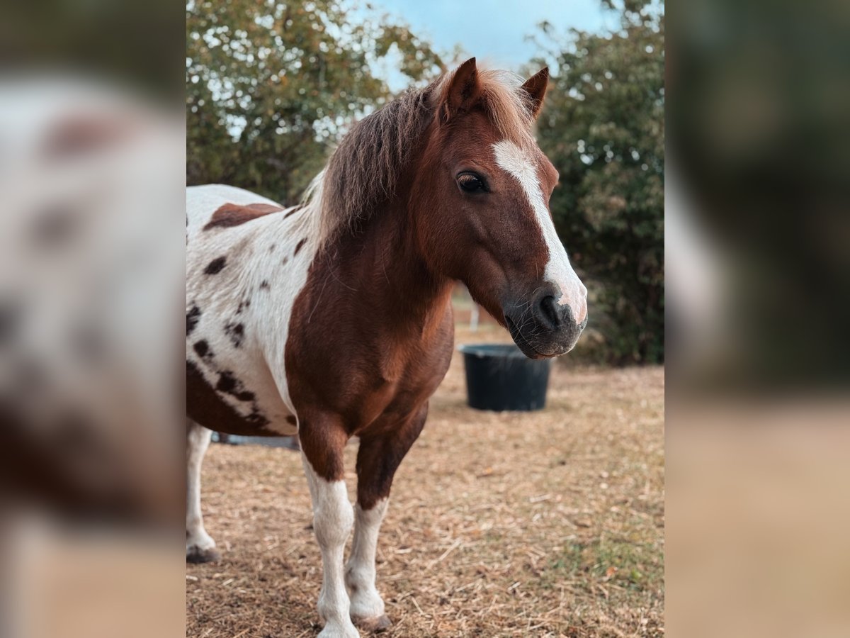 Shetland Ponies Mare 12 years 10,1 hh Pinto in Neinstedt