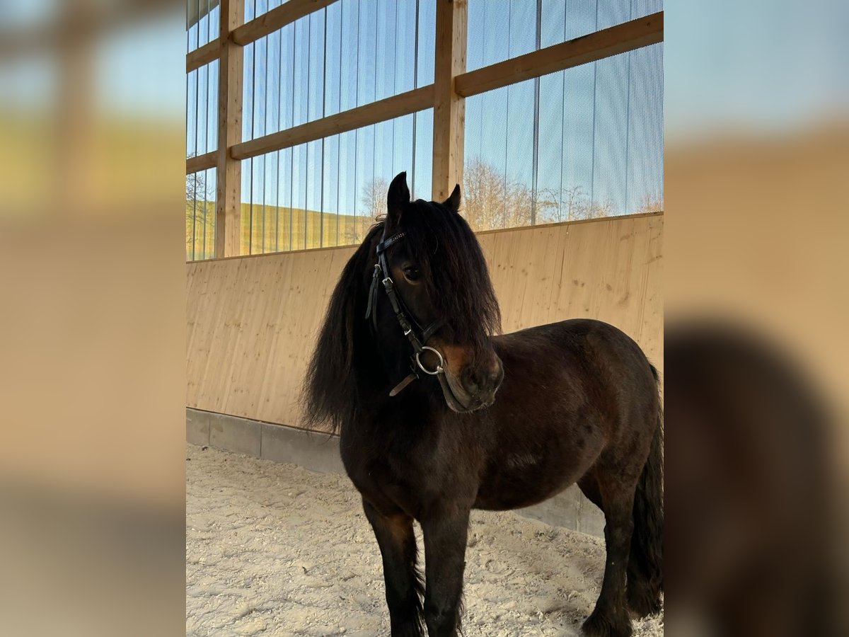 Shetland Ponies Mix Mare 12 years 11,1 hh Brown in Fischbachtal