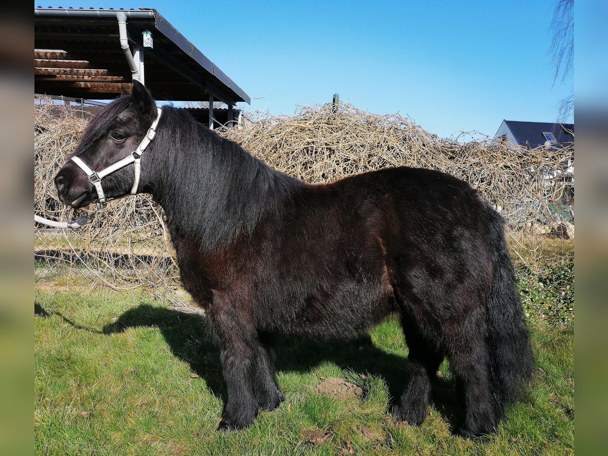 Shetland Ponies Mare 12 years 9,2 hh Black in M&#xF6;nchengladbach