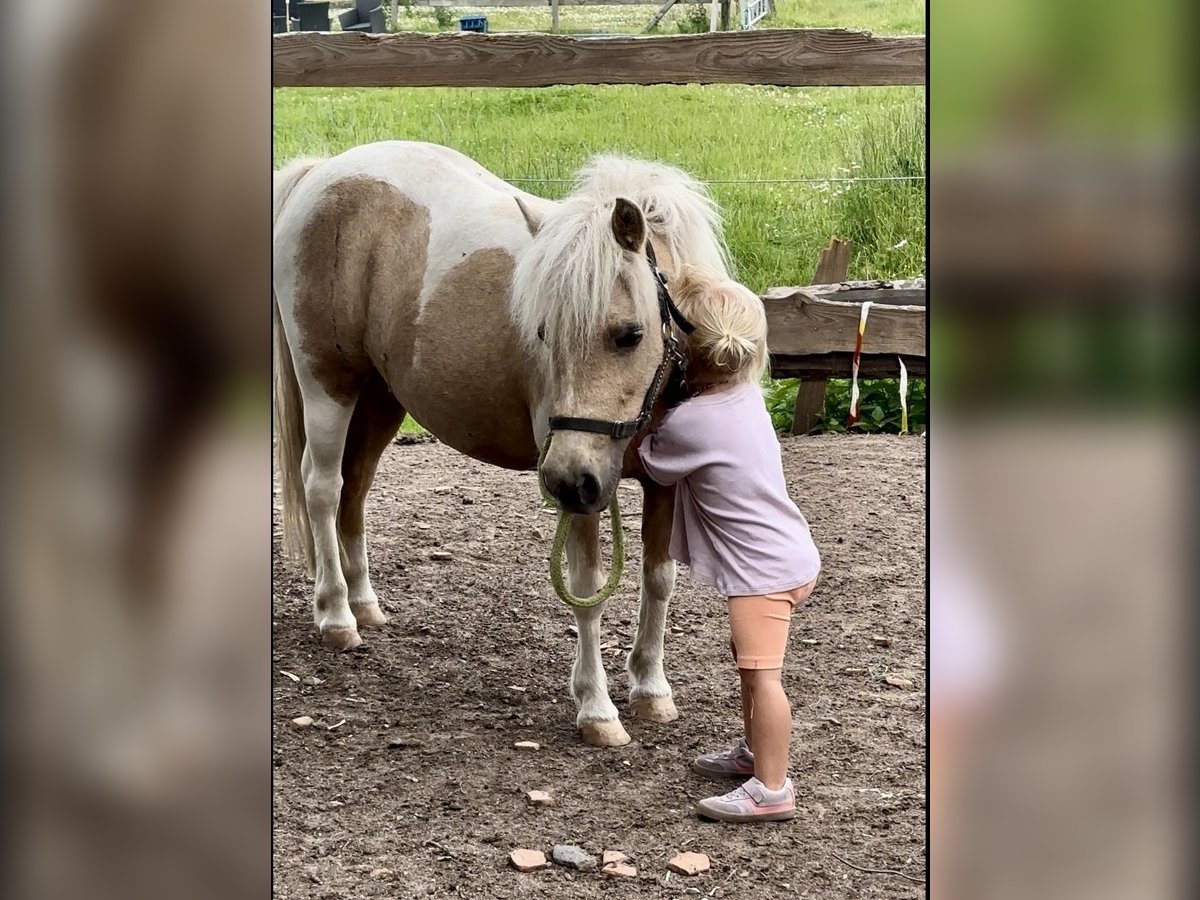 Shetland Ponies Mare 12 years 9,2 hh Palomino in Emmerthal