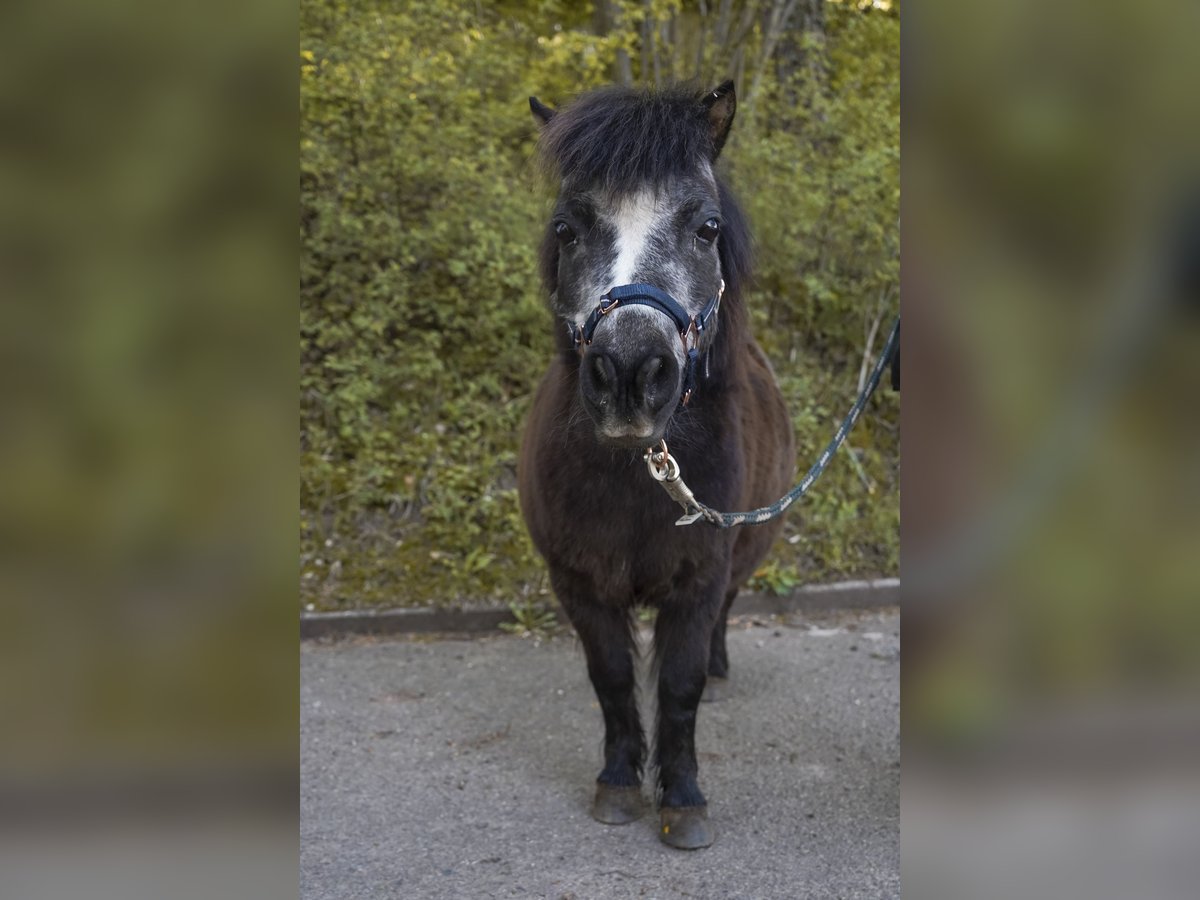 Shetland Ponies Mare 13 years 8,3 hh Black in Lorch