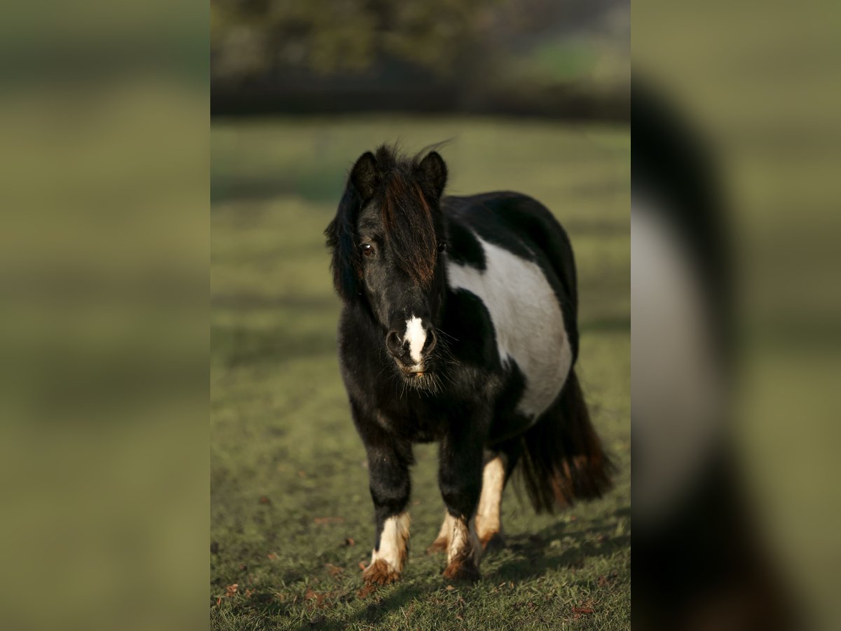 Shetland Ponies Mare 13 years 9,1 hh Pinto in Junglinster