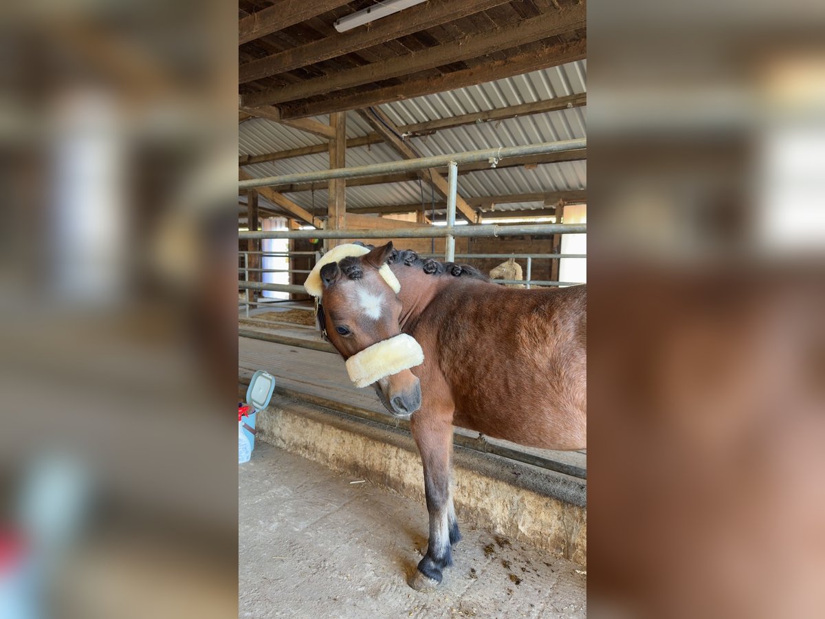 Shetland Ponies Mare 14 years 8,1 hh Brown in Trier
