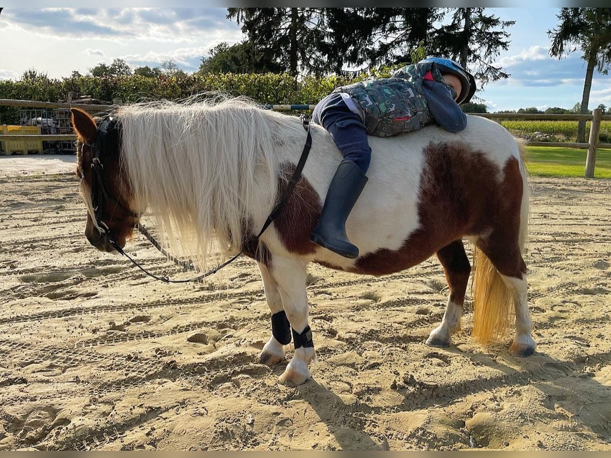 Shetland Ponies Mare 14 years 9,1 hh Pinto in Wielen