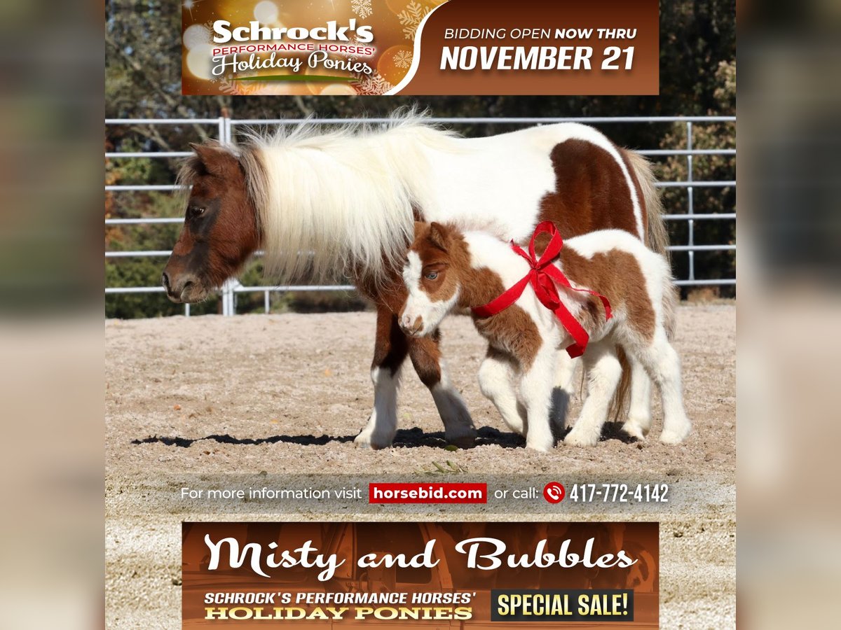 Shetland Ponies Mare 14 years 9 hh Pinto in Purdy, MO