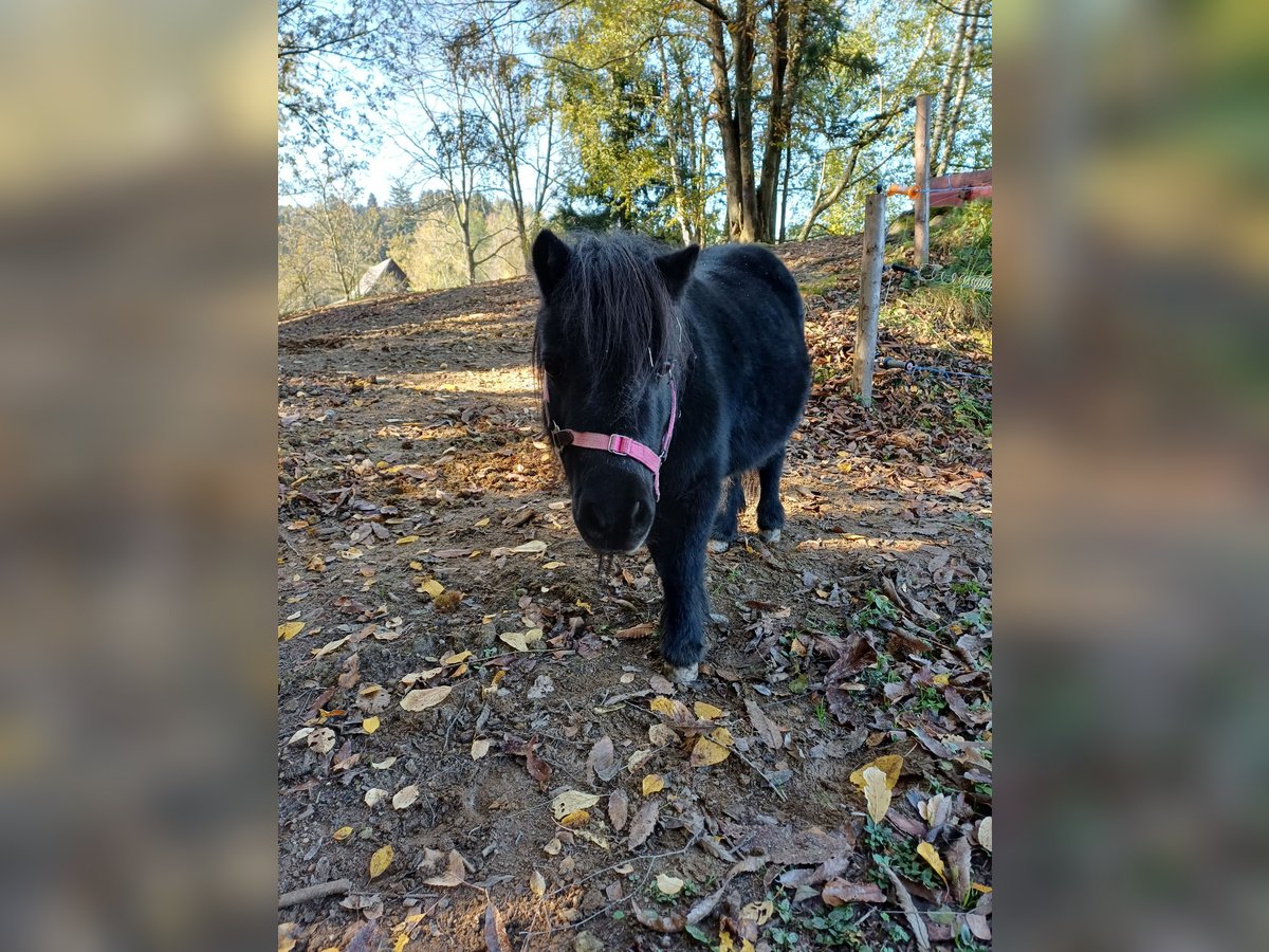 Shetland Ponies Mix Mare 15 years 8,3 hh Black in Kreuzberg