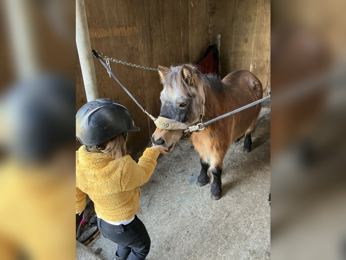 Shetland Ponies Mare 15 years 8,3 hh Brown in Zwaag