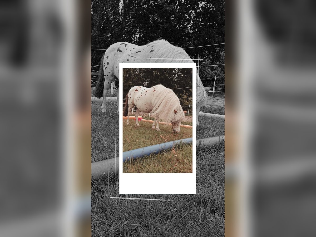 Shetland Ponies Mix Mare 15 years 9,1 hh Leopard-Piebald in Osnabr&#xFC;ck