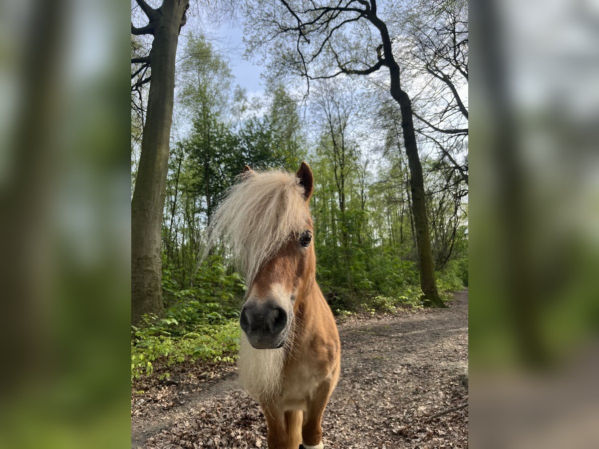 Shetland Ponies Mare 17 years 8,3 hh in Herne