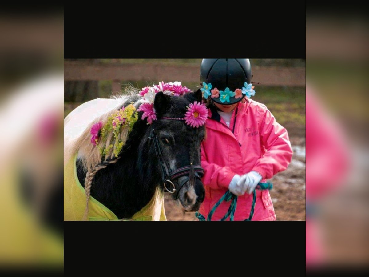 Shetland Ponies Mare 17 years 9,2 hh Pinto in Idar- Oberstein