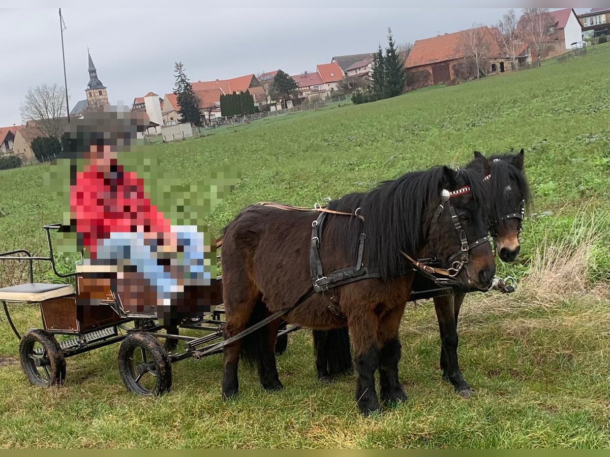 Shetland Ponies Mix Mare 18 years 10,2 hh Brown in Harzgerode