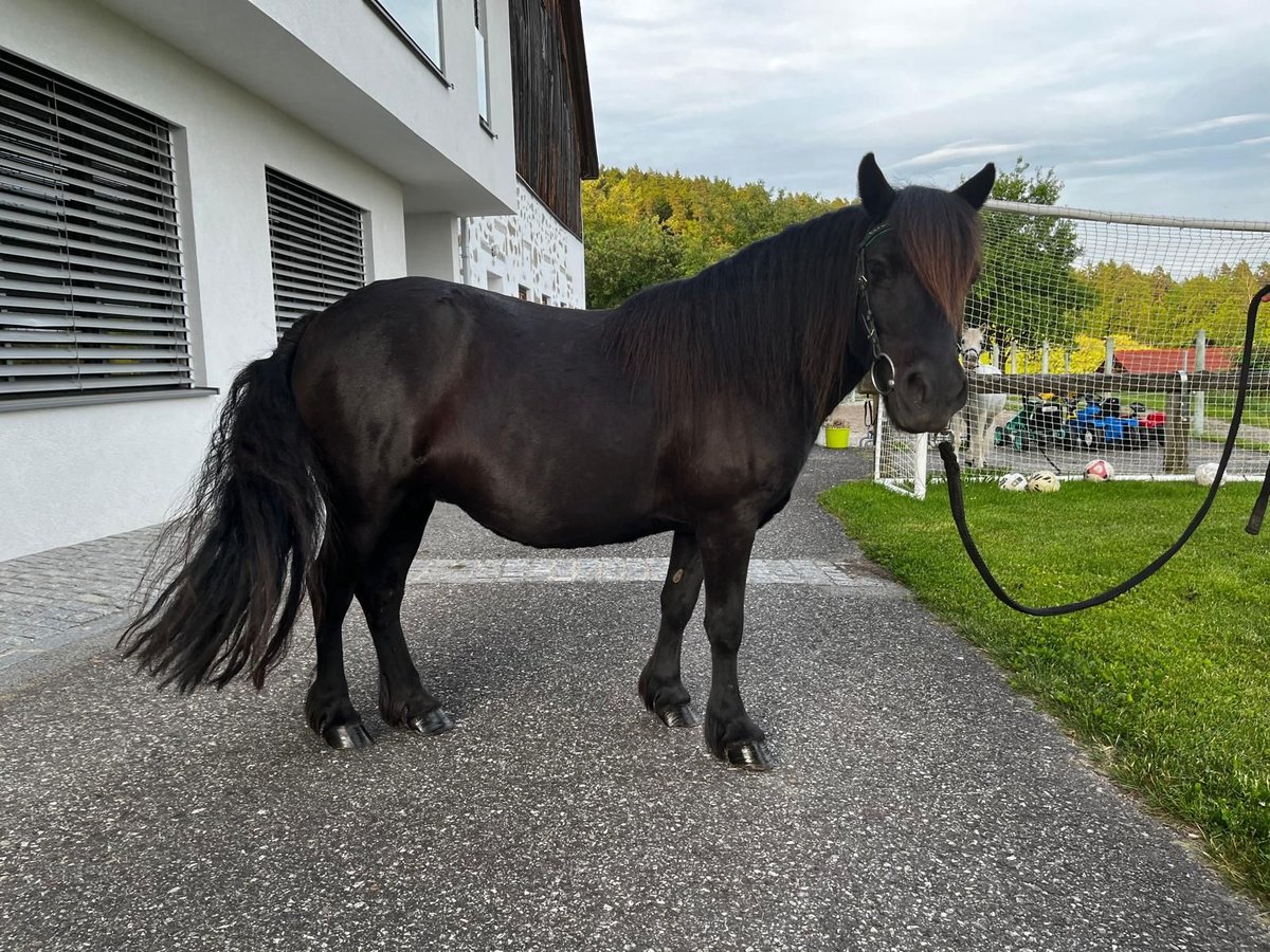 Shetland Ponies Mare 18 years 10,2 hh Black in Lasberg