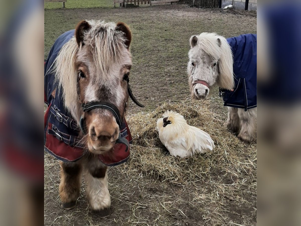 Shetland Ponies Mare 18 years 8,1 hh Leopard-Piebald in Wuustwezel