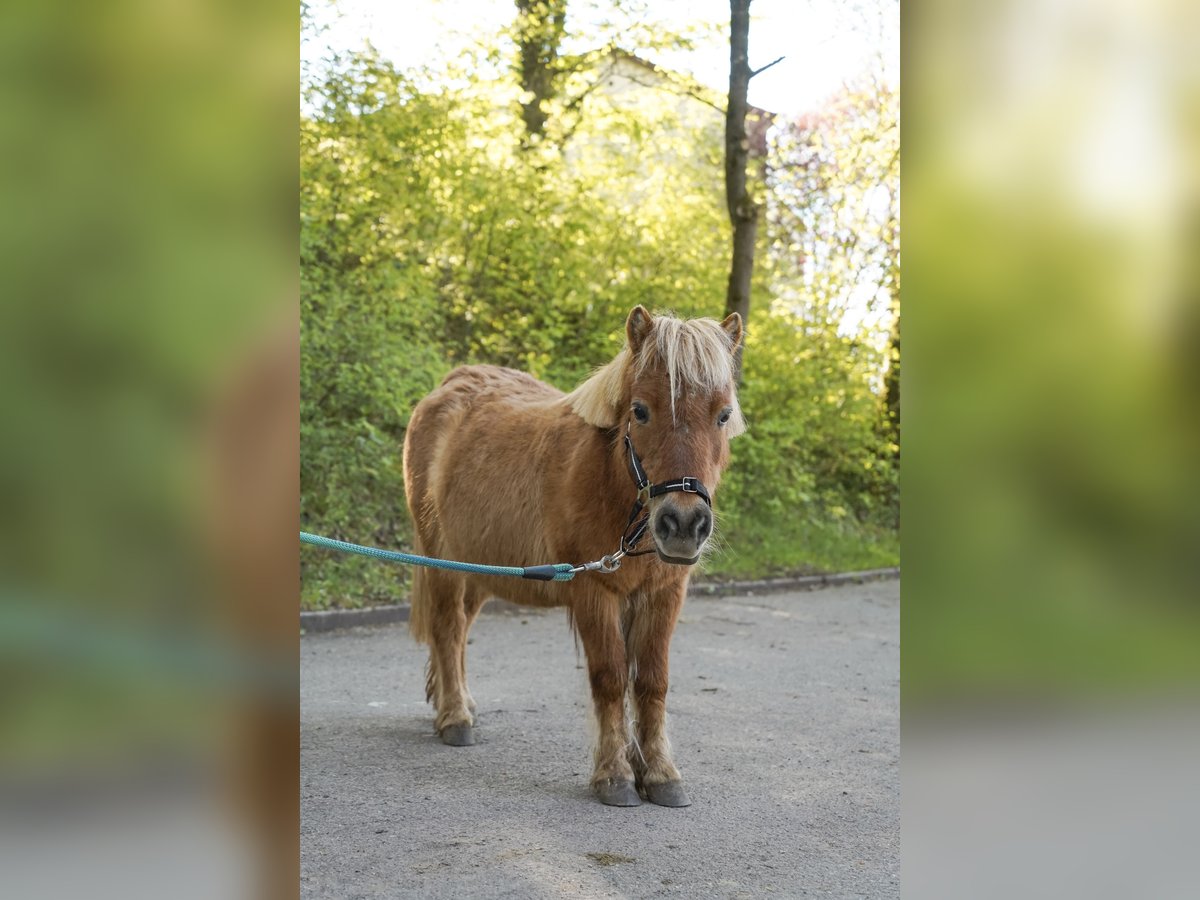 Shetland Ponies Mare 19 years 8,3 hh Chestnut-Red in Lorch