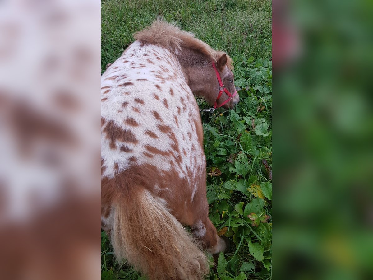 Shetland Ponies Mare 1 year 10,2 hh Leopard-Piebald in Wermelskirchen