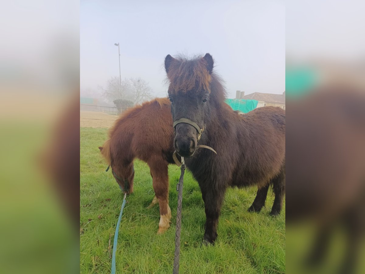 Shetland Ponies Mare 1 year 8,1 hh Black in vernon