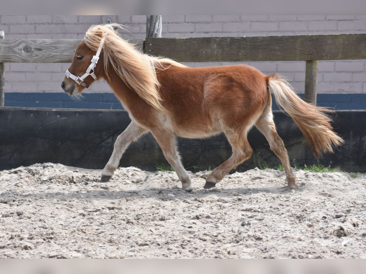 Shetland Ponies Mare 1 year Chestnut-Red in Zundert