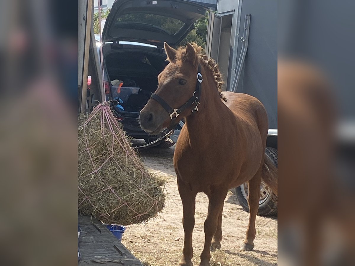 Shetland Ponies Mare 20 years 10 hh Chestnut-Red in Mildenau