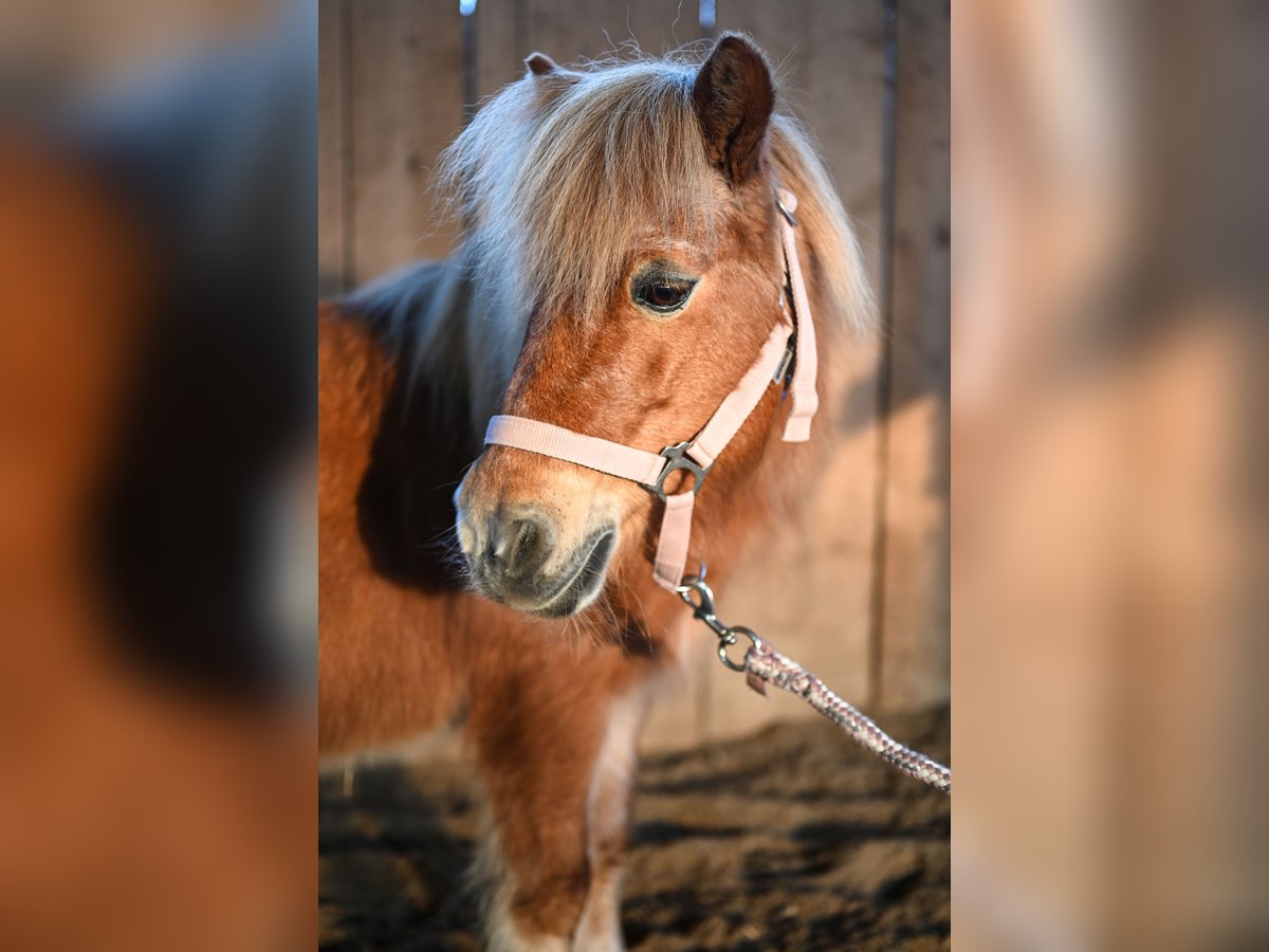 Shetland Ponies Mare 21 years 10,1 hh Chestnut-Red in Leinburg